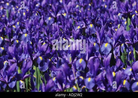 Brilliant Blue Iris prismatica dans afficher jardin . Une herbacée vivace à partir de rhizomes rampants. Banque D'Images