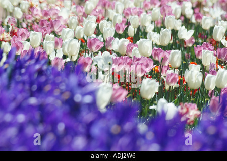 Iris bleu et rose mixte et tulipes blanches partager un lit de jardin Banque D'Images