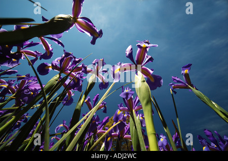 Iris prismatica dans un jardin d'herbes vivaces, passant de rhizomes rampants Banque D'Images