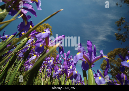 Iris prismatica dans un jardin d'herbes vivaces, passant de rhizomes rampants Banque D'Images