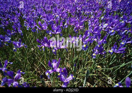 Iris prismatica dans un jardin d'herbes vivaces, passant de rhizomes rampants Banque D'Images