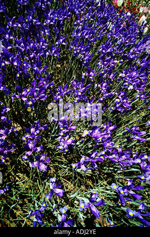 Iris prismatica dans un jardin d'herbes vivaces, passant de rhizomes rampants Banque D'Images