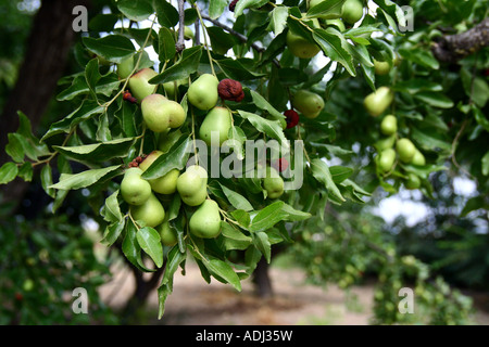 Jinjolero avec arbre fruits dans Lorca, Murcie, Espagne du Sud Banque D'Images