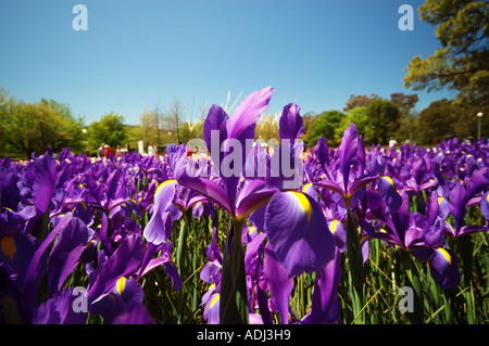 Iris prismatica dans un jardin d'herbes vivaces, passant de rhizomes rampants Banque D'Images