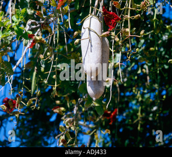 Arbre à saucisse en Zambie Banque D'Images
