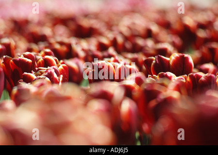 Champ de tulipes dans le jardin d'affichage brown Banque D'Images