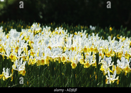 Dans pseudocorum iris jaune blanc jardin d'affichage Banque D'Images