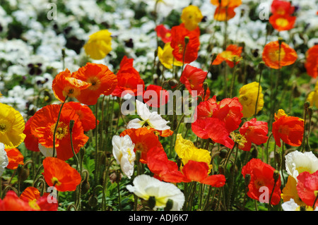 Coquelicots de Californie dans le jardin d'affichage Banque D'Images