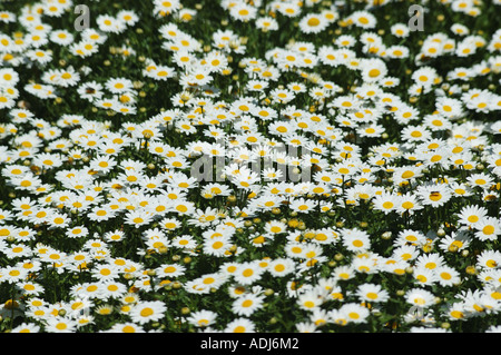 Domaine de marguerites dans le jardin d'affichage Banque D'Images