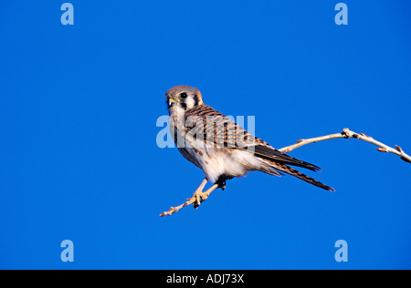 Crécerelle d'Amérique Falco sparverius homme Bosque del Apache National Wildlife Refuge Nouveau Mexique USA Décembre 2003 Banque D'Images