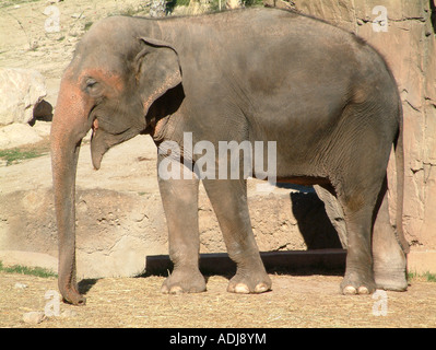 L'éléphant asiatique ou indien, Elaphas maximus Banque D'Images