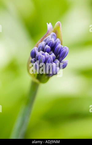 Agapanthus fleurs bleu nuit qui sortent de son bud sur fond vert Banque D'Images