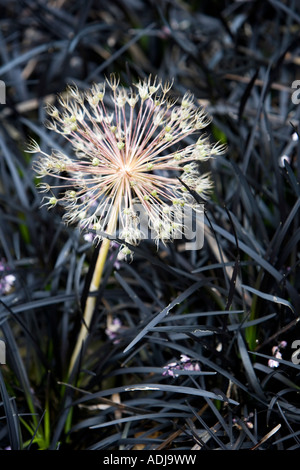 L'allium christophii Ophiopogon planiscapus tête parmi des semences 'Nigrescens' herbe. Étoiles séchées de Perse gousse Banque D'Images