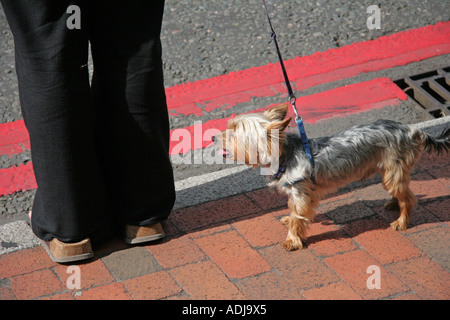 Chien Yorkshire Terrier sur le plomb Banque D'Images