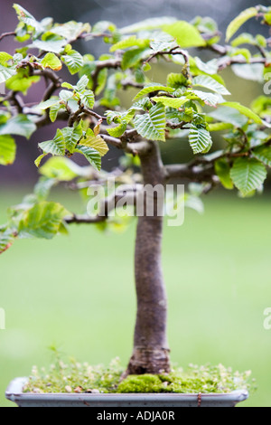 Fagus sylvatica. Bonsaï de hêtre Banque D'Images