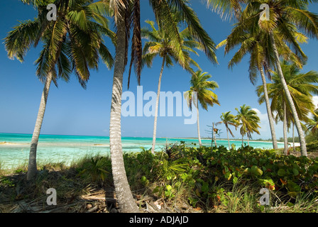 Une plus grande BAHAMA EXUMA bordée de cocotiers palmiers le long du rivage bleu émeraude et plage de sable Banque D'Images