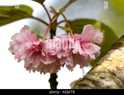 Prunus Yeddensis Matsumae-Mishima (Pink Cherry Blossom) Banque D'Images