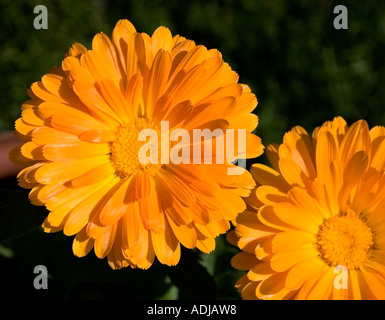 Calendula (Souci officinal jaune) Banque D'Images