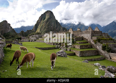 Cinq des onze lamas le pâturage en face de l'emblématique pic de Waynu Pichu, Machu Picchu, Pérou Banque D'Images