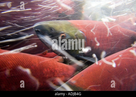 Close up underwater rouge sockeye salmon en phase de ponte Ruisseau Bear Seward Alaska Kenai Peninsula summer Banque D'Images