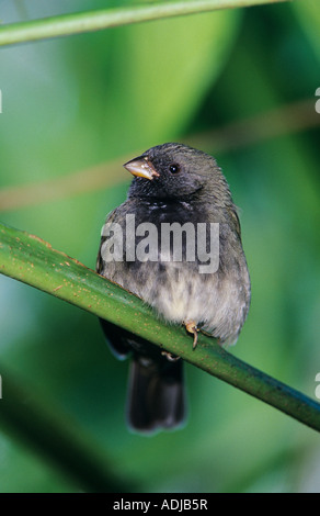 Black-faced Grassquit Tiaris bicolor homme sur branch Rocklands Montego Bay Jamaïque Janvier 2005 Banque D'Images