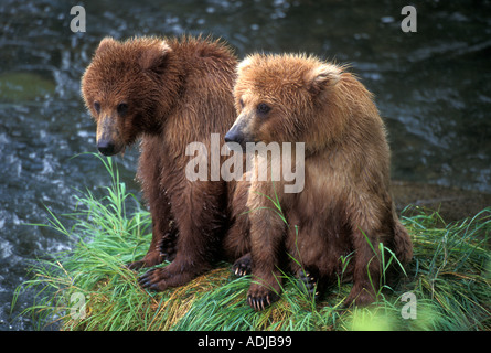 Petits Ours brun (Ursus arctos) en attente de la rivière Brooks mère ALASKA Katmai National Park Banque D'Images