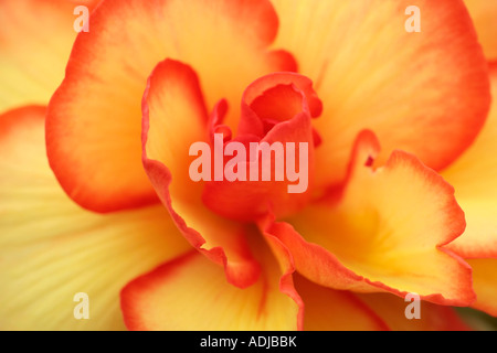 Gros plan sur les pétales jaunes à ailes d'orange de Begonia flowerhead en été Banque D'Images
