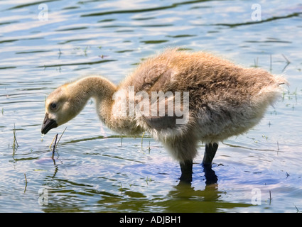Gosling Bernache du Canada (Branta canadensis) Banque D'Images