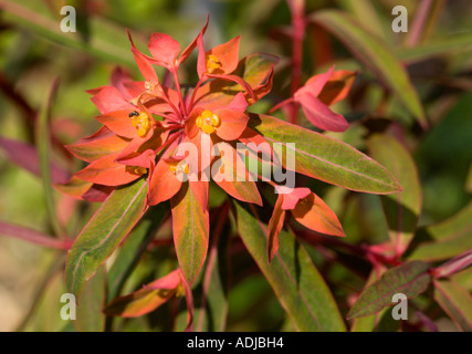 Euphorbe Grifithii Dixter Banque D'Images