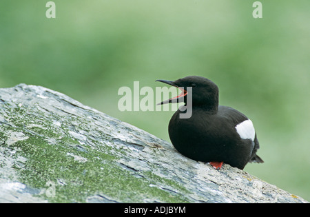 Le Guillemot à miroir (Cepphus grylle) des profils composant la réserve naturelle Hornoya Vardo Norvège Juin 2001 Banque D'Images