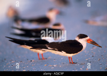 Black Skimmer Rynchops niger adultes à Fort Myers Beach Floride USA Dezember 1998 Banque D'Images