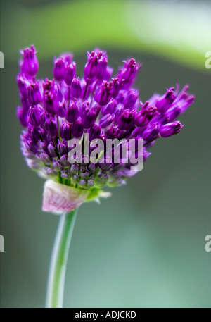 L'allium purple sensation d'ouverture de fleurs portrait contre fond vert Banque D'Images