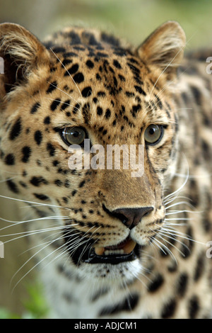 Tête de léopard de l'Amour. Angleterre Banque D'Images