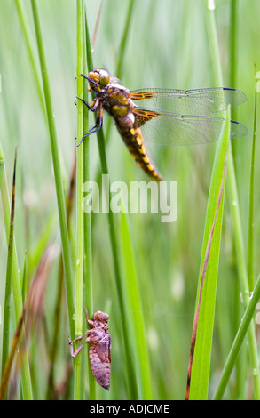 Libellula depressa. Femme à corps large Chaser libellule et exuvie sur herbe de marais. Oxfordshire, Angleterre Banque D'Images