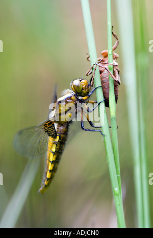 Libellula depressa. Femme à corps large Chaser libellule et exuvie sur herbe de marais. Oxfordshire, Angleterre Banque D'Images