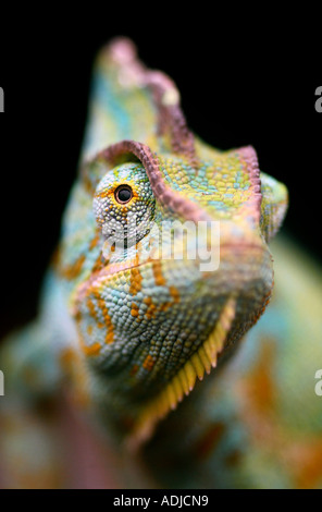 Tête de caméléon close-up sur un fond sombre. Le zoo de Marwell, Hampshire, Angleterre Banque D'Images