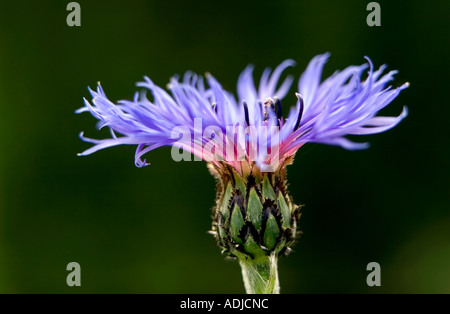 Centaurea montana. Bleuet vivace, la montagne, la centaurée bluet, centaurée de montagne dans un jardin anglais Banque D'Images