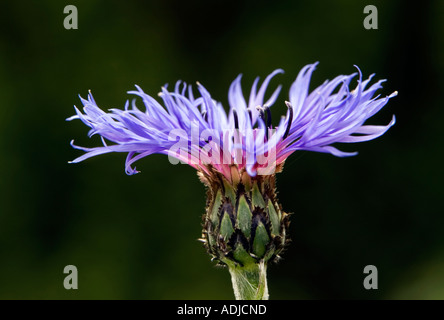 Centaurea montana. Bleuet vivace, la montagne, la centaurée bluet, centaurée de montagne dans un jardin anglais Banque D'Images