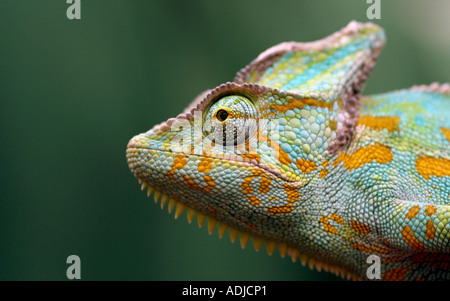 Tête de caméléon close up. Le zoo de Marwell, Hampshire, Angleterre Banque D'Images