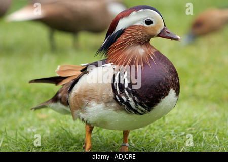 Aix galericulata. Canard mandarin Banque D'Images