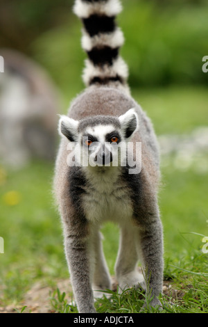 Lemur catta. Lémurien captif à queue annulaire. Angleterre Banque D'Images