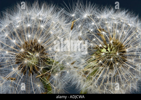 Taraxacum officinale. Graines de pissenlit sur fond noir Banque D'Images