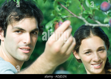 Couple par prunier, Man picking prune, close-up Banque D'Images