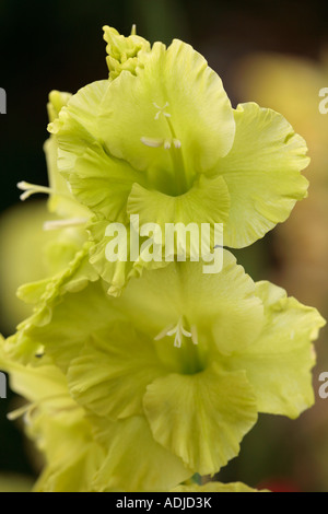 Gladiolus « Green Star » en pleine floraison en été Banque D'Images