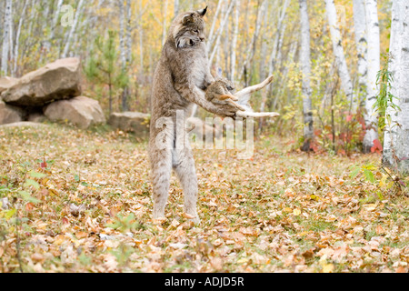 Lynx du Canada Lynx canadensis Sandstome Pine Comté Minnesota United States 29 Septembre Banque D'Images