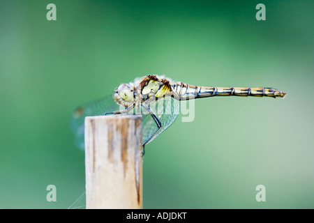 Sympetrum striolatum . Les femelles de la libellule vert sur une vieille canne de bambou dans un jardin anglais Banque D'Images