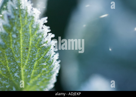 Frost couverts leaf, extreme close-up Banque D'Images