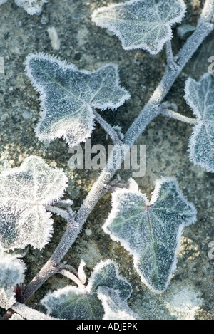 Ivy couvertes de givre Banque D'Images