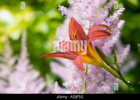 Hemerocallis 'Stafford'. L'hémérocalle 'Stafford' fleur et Astible fleurs dans un jardin anglais Banque D'Images