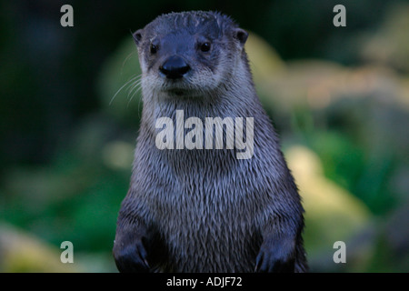 North American River Otter ou Lontra canadensis Banque D'Images